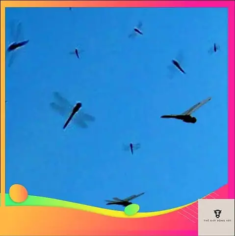 Ve Vào Nhà Có Điềm Gì