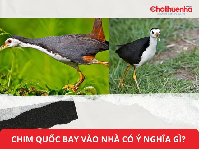 Ve Vào Nhà Có Điềm Gì