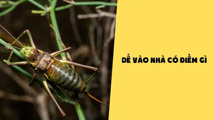 Ve Vào Nhà Có Điềm Gì