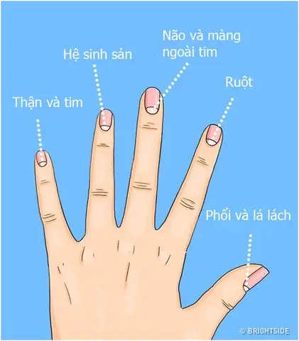 Xem Bói Điềm Trắng Trên Móng Tay