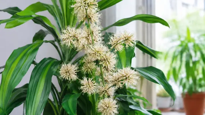 Xem Điềm Báo May Mắn