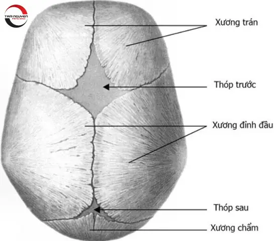 Xem Tướng Đầu