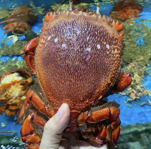 Xem Tướng Số Ông Huỳnh Đế