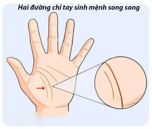 Xem Tướng Tay Sống Thọ Xem Tướng Tay Sống Thọ