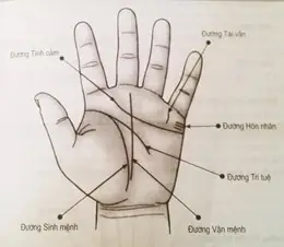 Xem Tướng Tay Trái Hay Phải