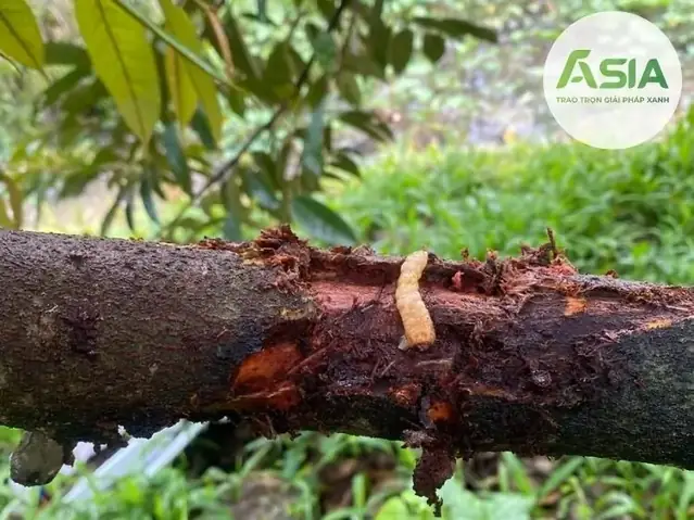 Xén Tóc Vào Nhà La Điềm Báo Gì Xén Tóc Vào Nhà La Điềm Báo Gì