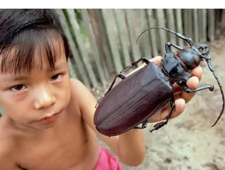 Xén Tóc Vào Nhà La Điềm Báo Gì
