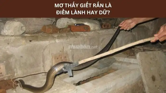 Ý Nghĩa Giấc Mơ Giết Rắn Mà Không Chết Ý Nghĩa Giấc Mơ Giết Rắn Mà Không Chết