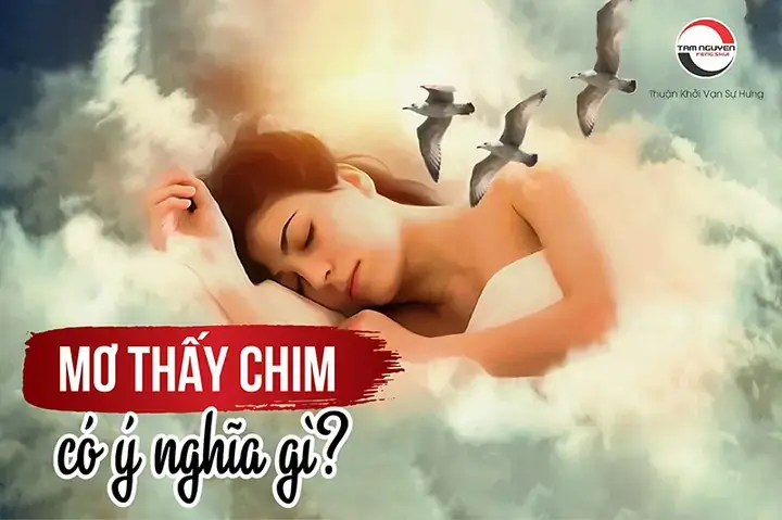 Ý Nghĩa Giấc Mơ Thấy Chim Rớt Trứng