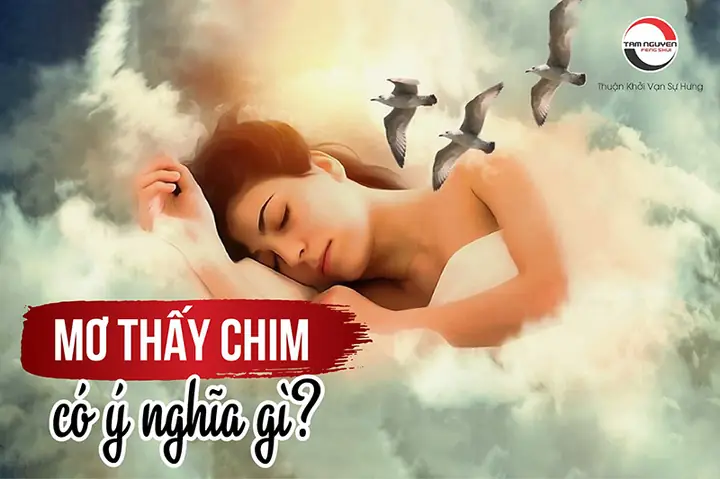 Ý Nghĩa Giấc Mơ Thấy Chim Rớt Trứng
